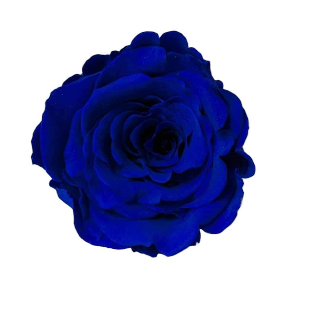Forever Rose Cloche