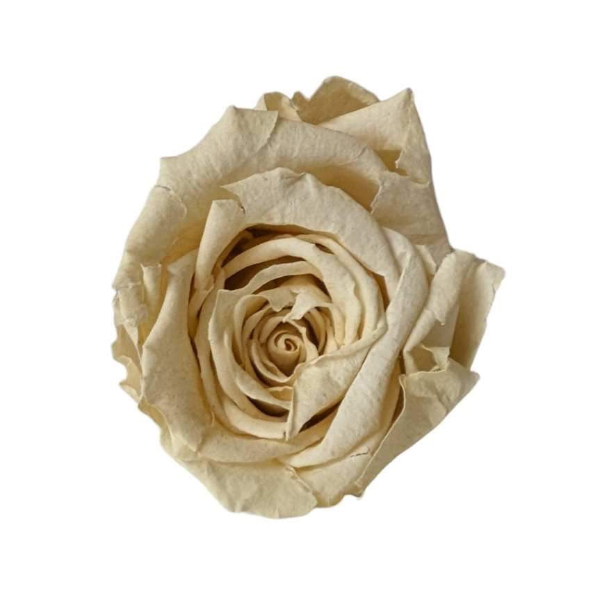 Forever Rose Cloche