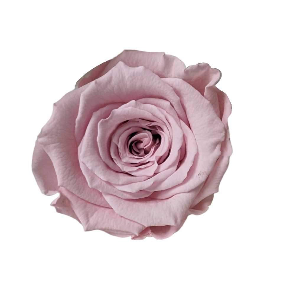 Forever Rose Cloche