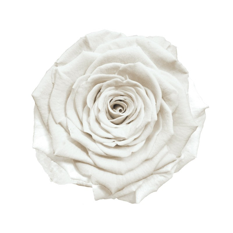 Forever Rose Cloche