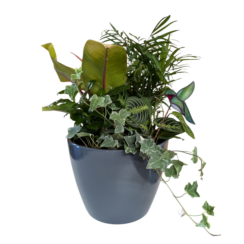 Designer's Choice Plant