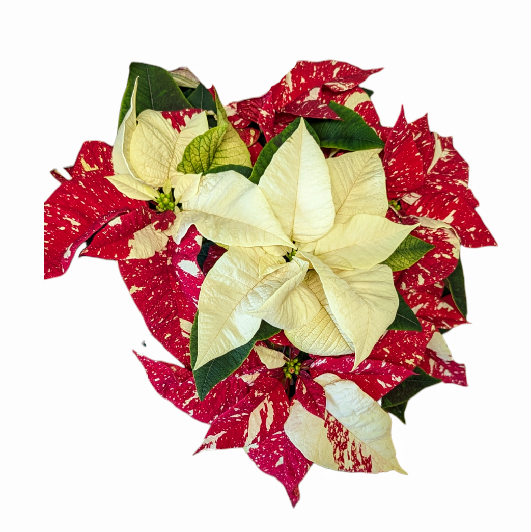 6" Poinsettia Sprinkles