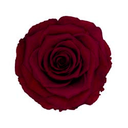 Forever Rose Cloche