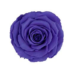Forever Rose Cloche