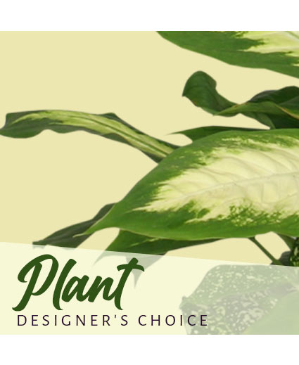 Designer's Choice Plant