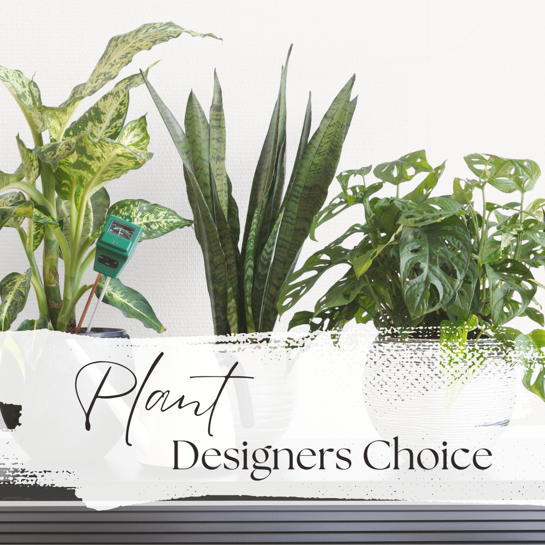 Designer's Choice Plant