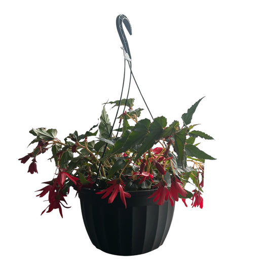 Hanging Begonia