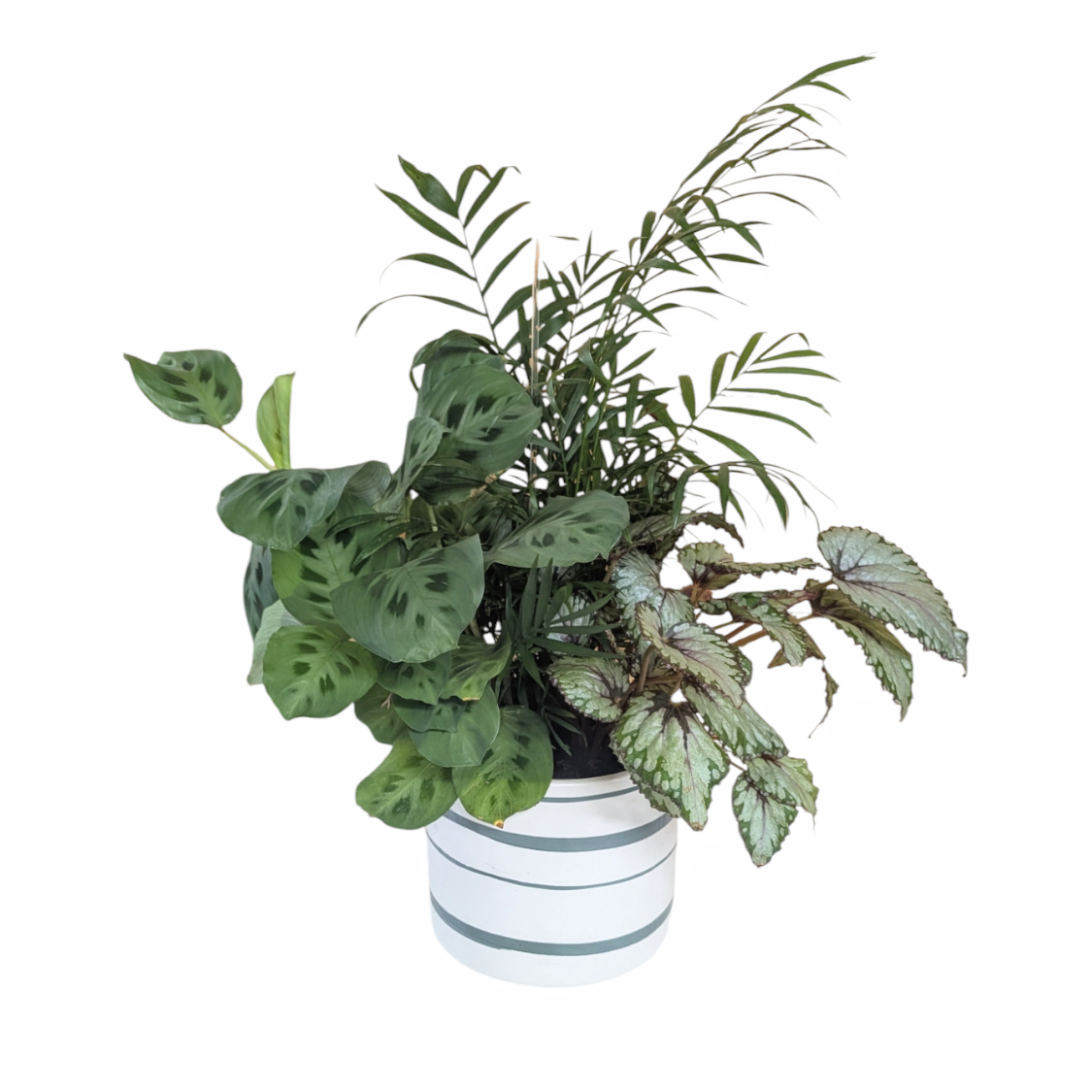 Designer's Choice Plant