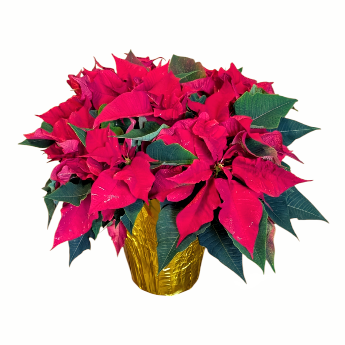 6" Poinsettia