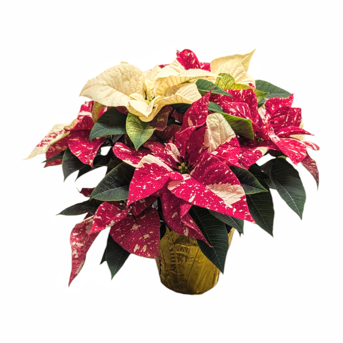 6" Poinsettia Sprinkles